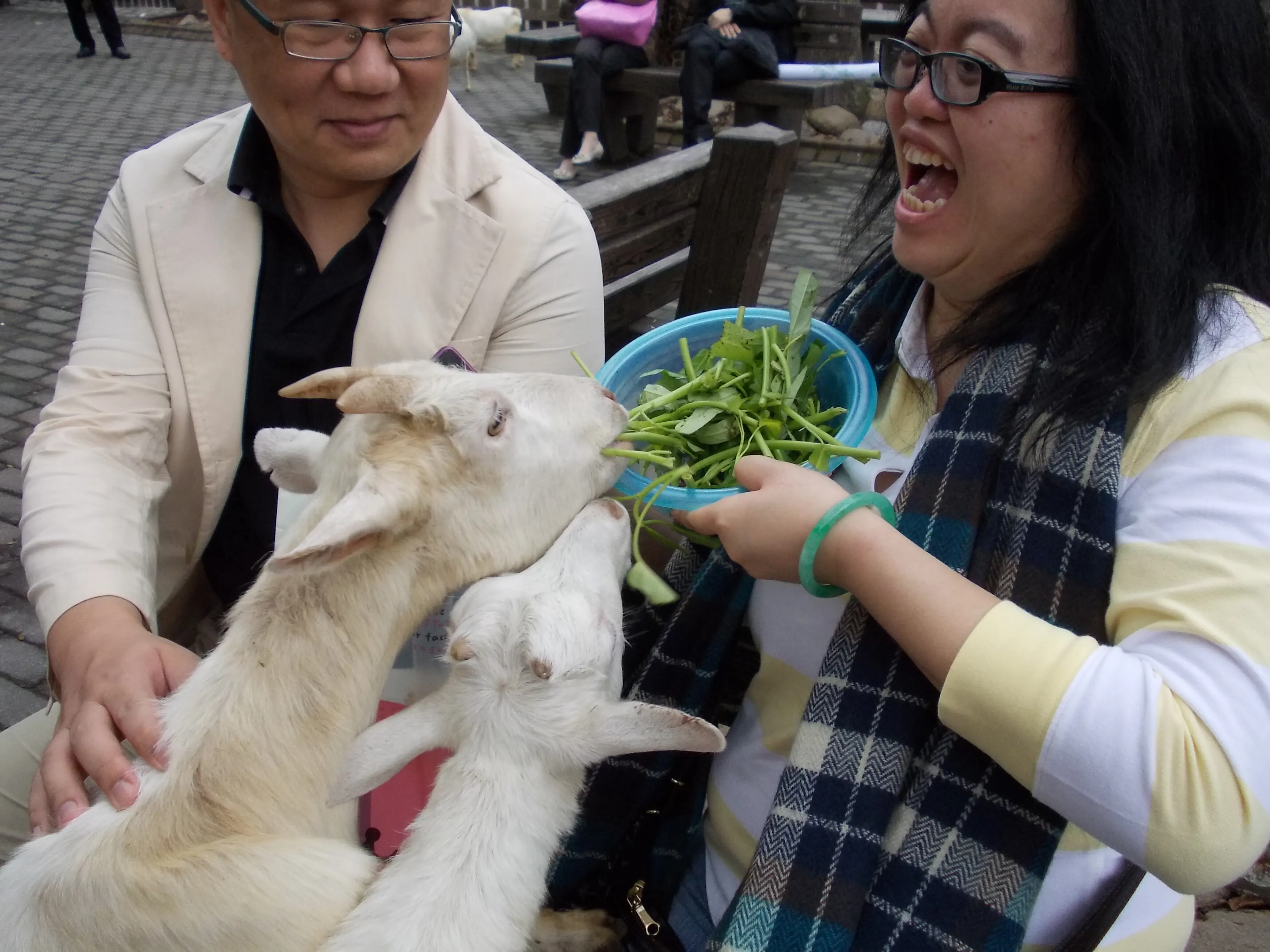 2011 Nov - Hungry goats - Shanghai
